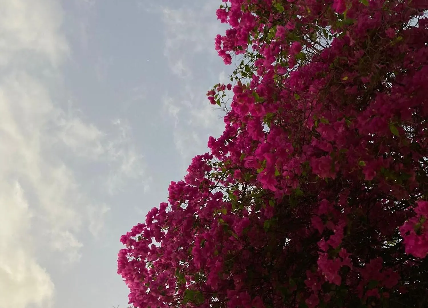 Wholeness Earthing Clubhouse Apartment Playa del Carmen Homestay